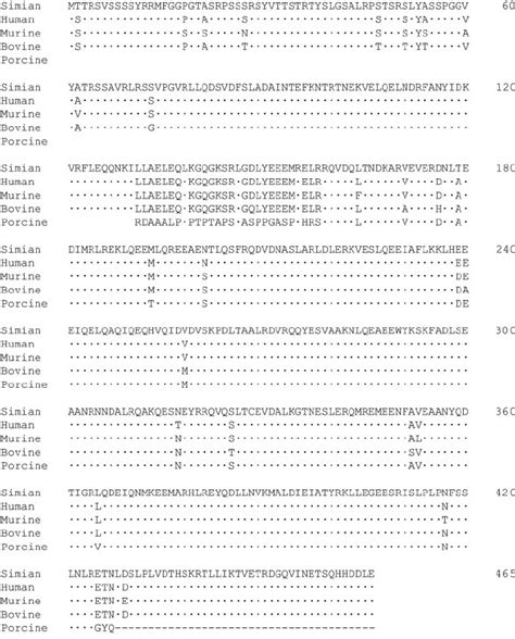 Alignment Of Vimentin Amino Acid Sequences Simian And Porcine Vimentin