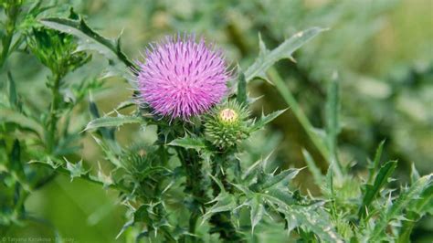 Disteln entfernen So bekämpfen Sie das Unkraut im Garten