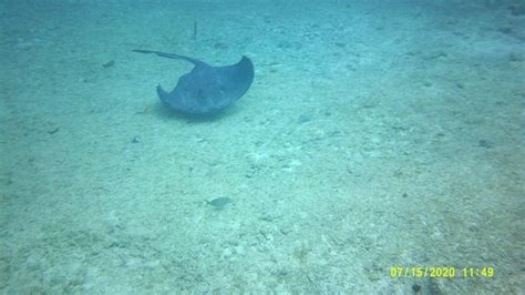 Stingray Beach Cozumel 2020 All You Need To Know Before You Go