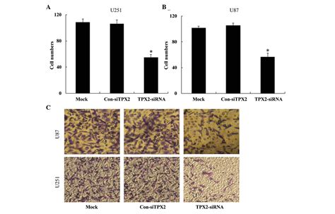 Tpx2 Promotes Glioma Cell Proliferation And Invasion Via Activation Of