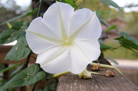 Moonflower - Simplebiol