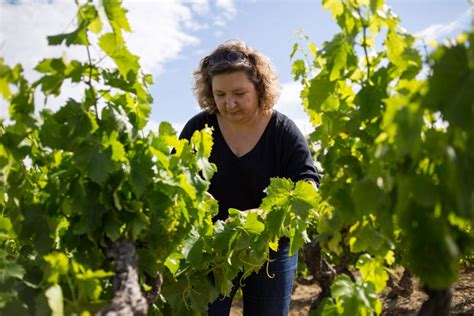 Grands Vins De La Vall E Du Rh Ne Laurus Gabriel Meffre