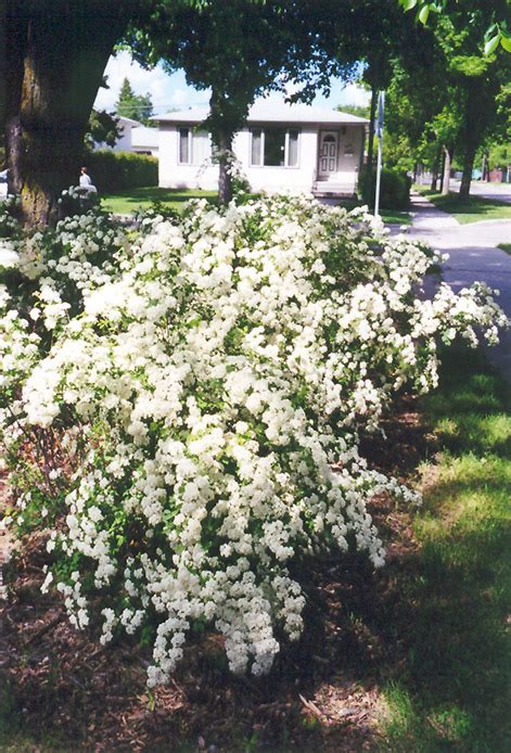 Fairy Queen Spirea Spiraea Trilobata Fairy Queen In Edmonton St