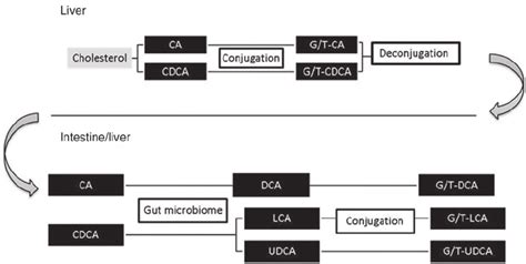 Synthesis Of The Two Primary Ba Cholic Acid And Chenodeoxycholic Acid