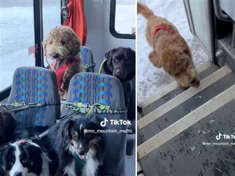 The Internet Is Obsessed Dogs Ride Their Own Bus To Dog Daycare