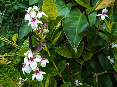 Japanese Jasmine Flower Or Golden Pseuderanthemum Flower Stock Image