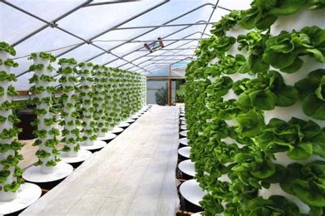 Cara Mudah Membuat Vertical Farming Menggunakan Paralon Agrozine