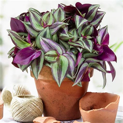 Tradescantia Zebrina Erba Miseria Premium Home Or Office Cm