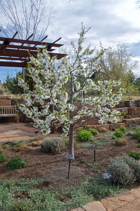 Prunus Avium Black Gold Black Gold Cherry Santa Fe Botanical Garden