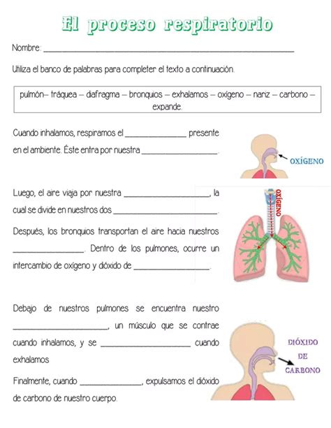 El Proceso Respiratorio Profe Social