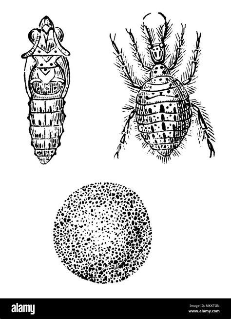 Antlion larva, cocoon, pupa Stock Photo - Alamy