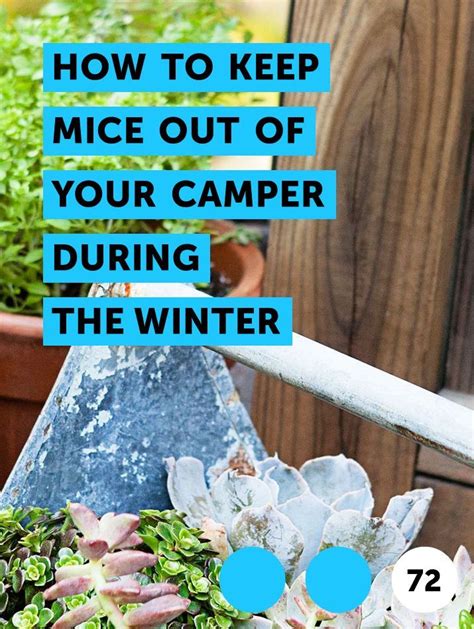 Keep Mice Out Of Camper