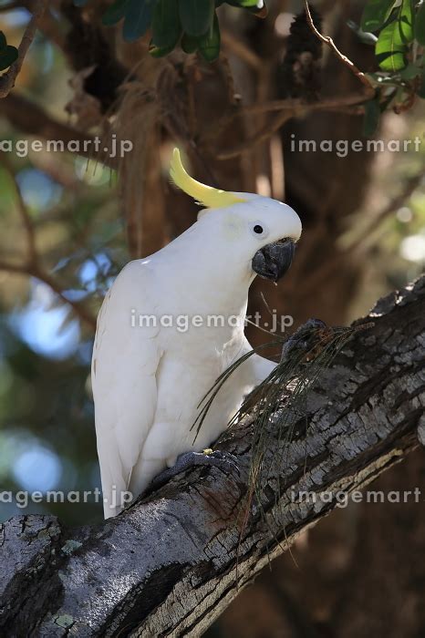 Sulphur Crested Cockatoo Cacatua galerita Queensland Australiaの写真素材