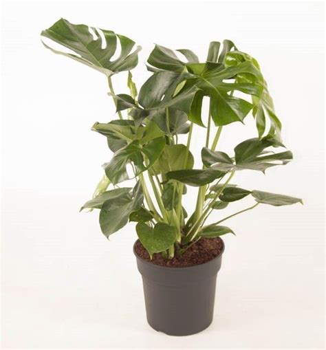 Monstera Deliciosa Gatenplant Pot 27 Cm Bol