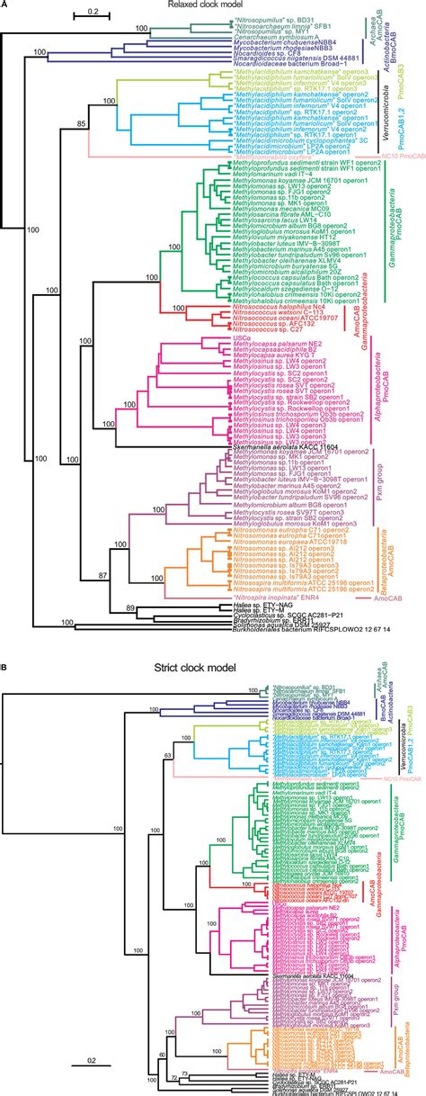 Frontiers Evolutionary History Of Copper Membrane Monooxygenases