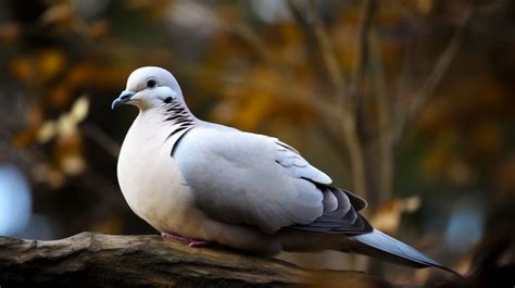 Funeral Dove Clipart The Dove Is Sitting On A Box With Flowers Cartoon