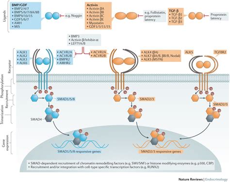 Bmp Structure