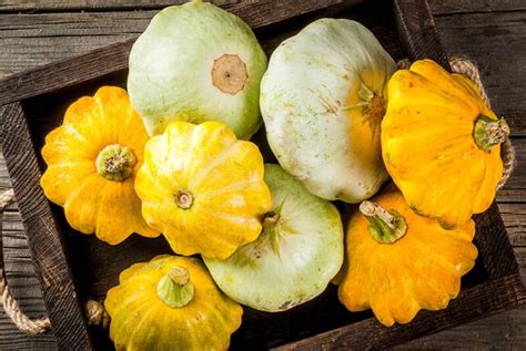 Growing Summer Squash Best Varieties Planting Tips And Harvesting