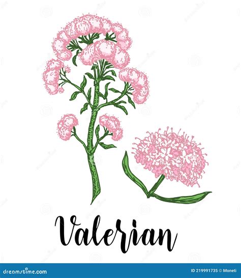 Valeriana Dibujada A Mano Con Hojas Y Flores Valeriana Officinalis Aislada Sobre Fondo Blanco