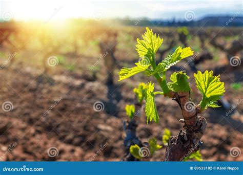 New Grapevines Sprouts Growing in Vineyard. Stock Photo - Image of close, grape: 89533182