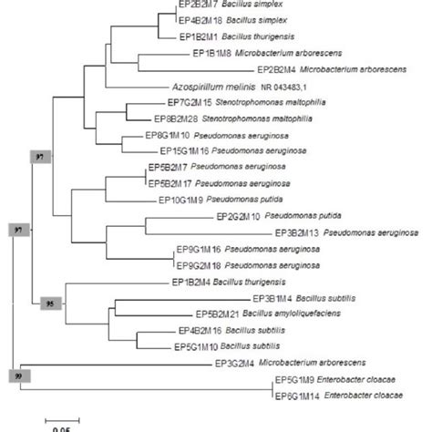 Phylogenetic Tree Of The Endophytic Bacteria Sequences Of Leaf Tissue