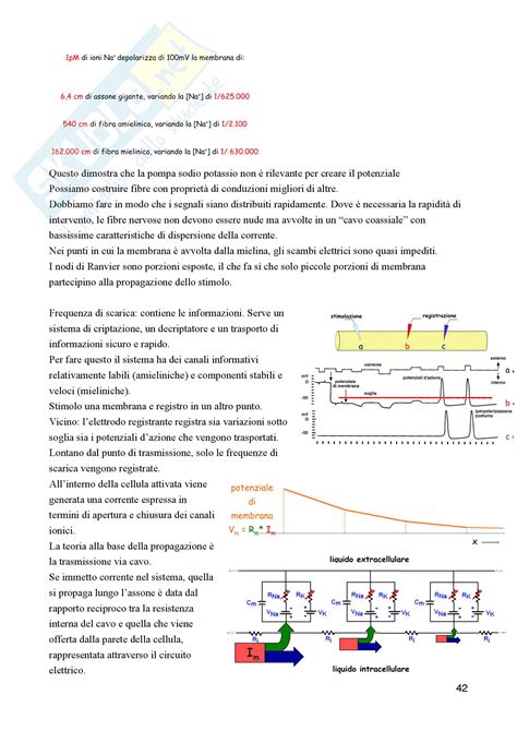 Lezioni Parte 1 Appunti Di Neurofisiologia