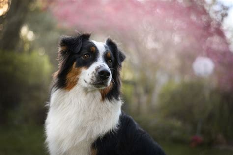 Cut Australian Shepherd Hair Caleyemery