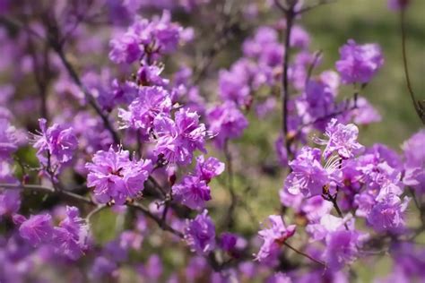 Jacaranda mimosifolia: A Purple Canopy of Delicate Beauty | WorldWeet