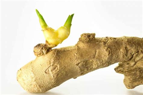 How To Grow Ginger Indoors Gardeners Path