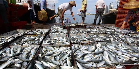 Efeedlink Philippines Fisheries Output To Reach Nearly Million