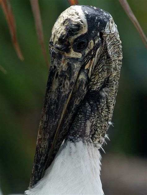 Texas horned lizard population declining