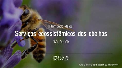 Plantando Ideias Serviços Ecossistêmicos Das Abelhas Youtube