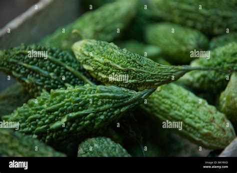 Bitter melon Stock Photo: 29500113 - Alamy