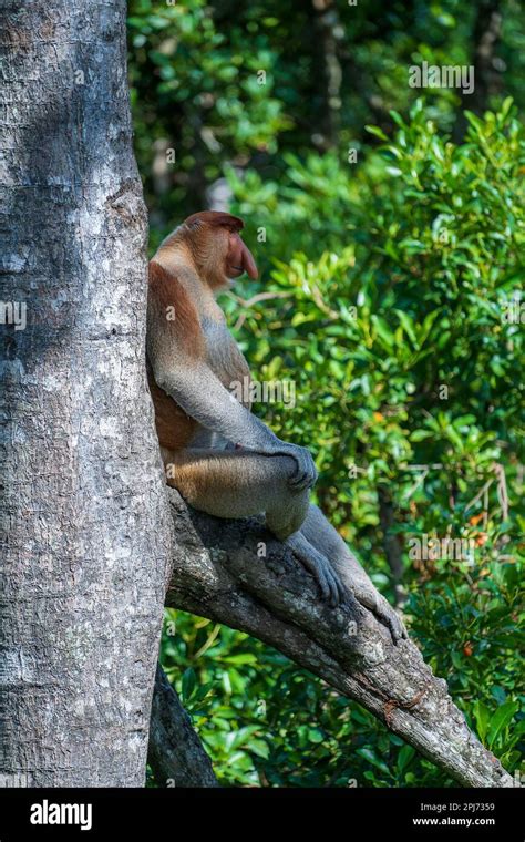 Familia De Monos Proboscis Salvajes O Nasalis Larvatus En La Selva