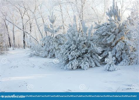 Fondo Hermoso Del Invierno Con Las Flores Y Las Plantas Congeladas Un