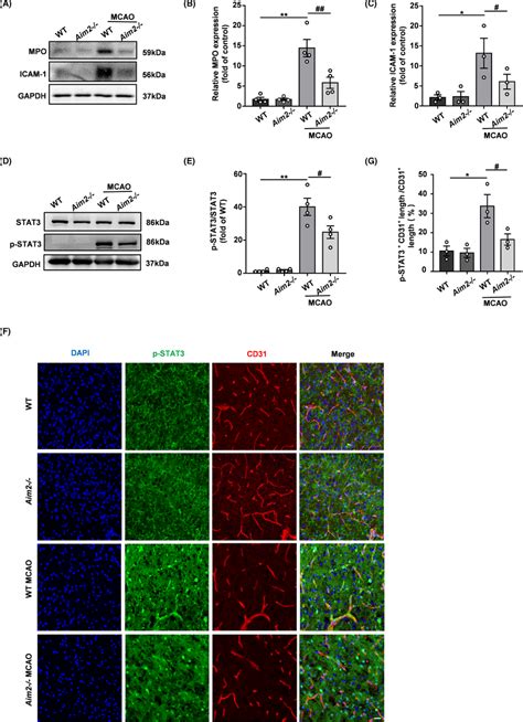 AIM2 Knockout Decreased Neutrophil Infiltration And Adhesion After