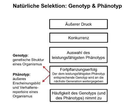 S Evolution Re Und Biologische Entwicklung Karteikarten Quizlet