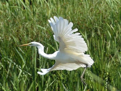 Rye Harbour Nature Reserve Wildlife Sightings June 2024 Sussex