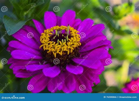 Summer Flowers Stock Photo Image Of Beautiful Petal 76300866