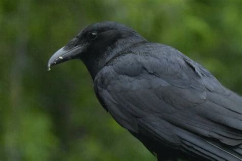 13 Raven Facts To Unveil The Mysterious Bird