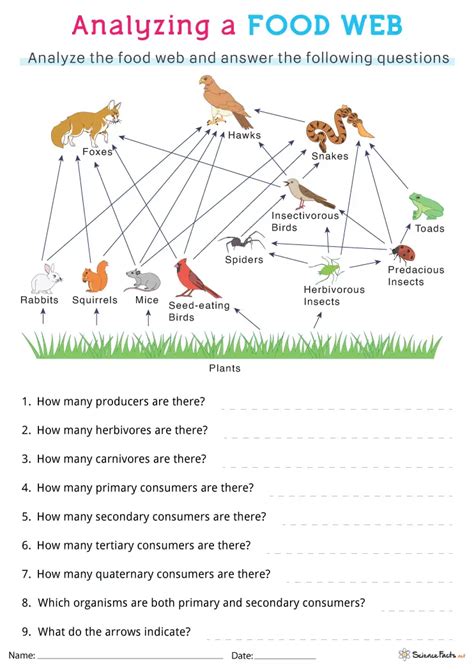 Food Web Worksheets Free Printable - Worksheets Library