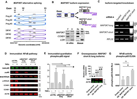 Alternative Mrna Splicing Events And Regulators In Epidermal Differentiation Cell Reports