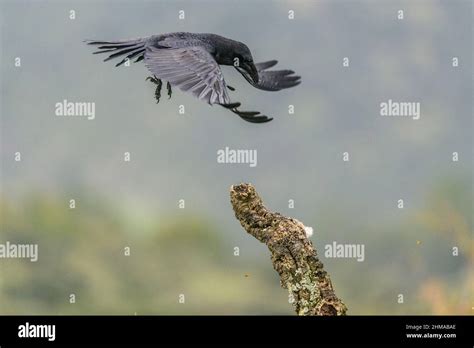 Crow landing hi-res stock photography and images - Alamy