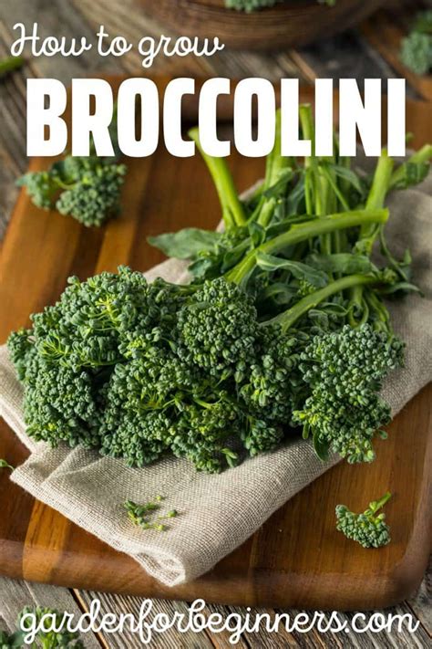 How To Grow Broccolini A Beginners Guide Garden For Beginners