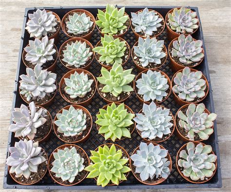 Echeveria Assorted Packs Plantaflor Usa Inc