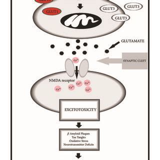 Proposed Pathway Of Hyperglycemia Induced Excitotoxicity Leading To T D