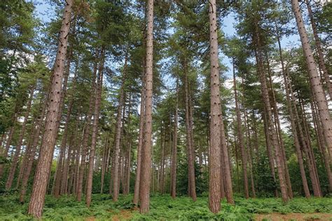 Managing Black Park Country Park - TEP - The Environment PartnershipTEP ...