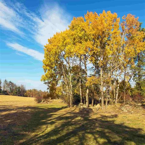 Populus Tremula Pendula