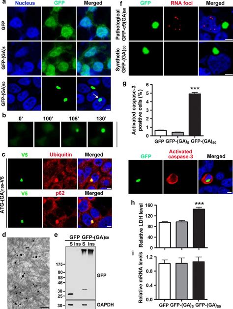 Poly Ga Proteins Form Inclusions And Are Toxic In Cultured Cells A