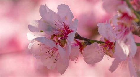 Dwarf or Small Cherry Blossom Trees (with Pictures) - With Care Guide